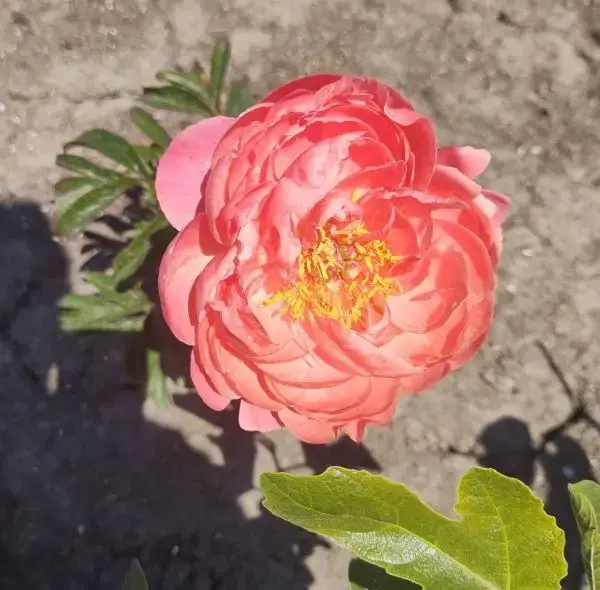 sas in de moestuin